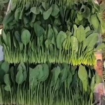 精品小叶菠菜15～20厘米大量现货欢迎各位光临