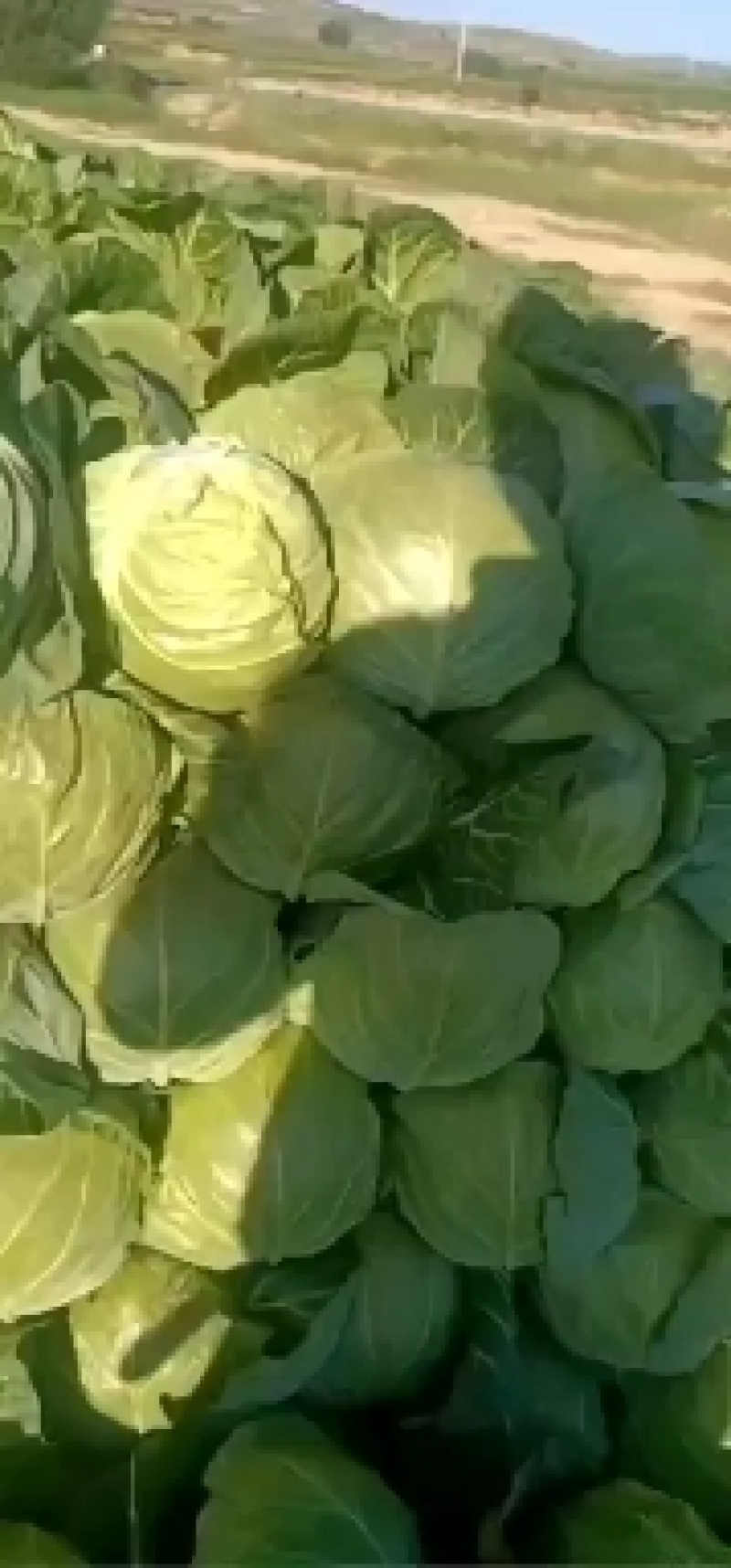 精品甘蓝大量有货需要的联系