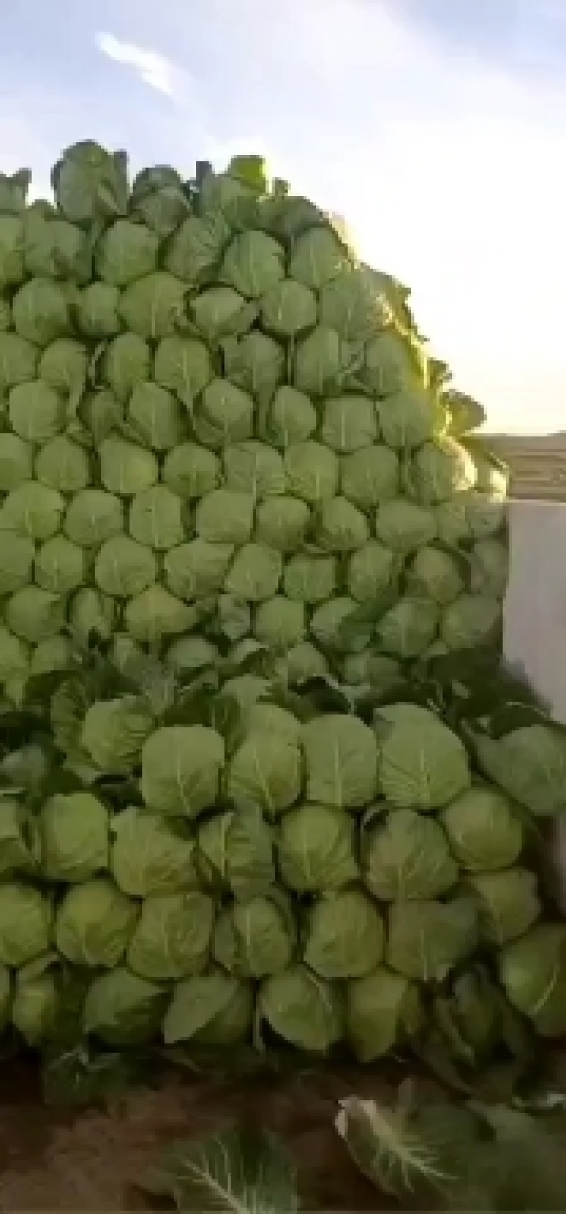 精品甘蓝大量有货需要的联系