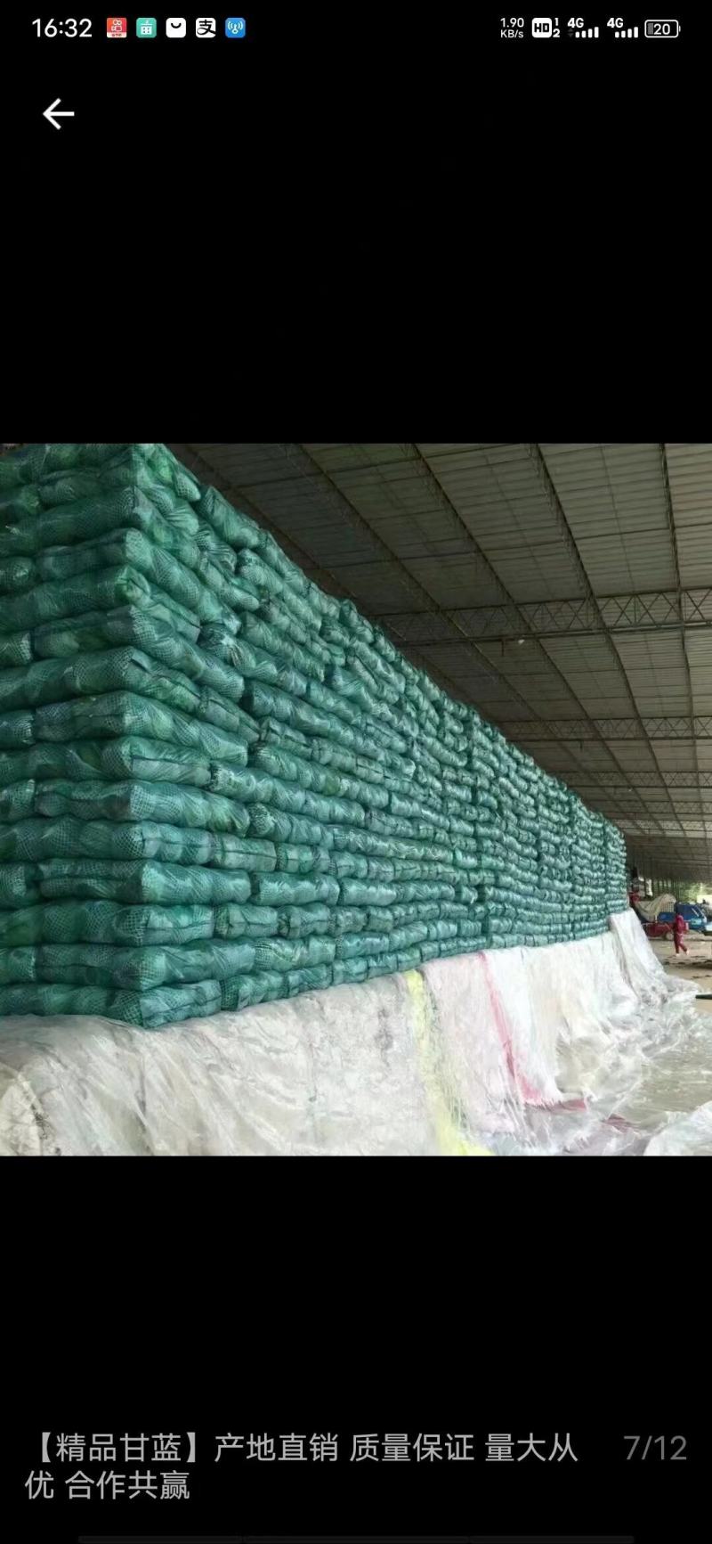 精品甘蓝大量有货需要的联系