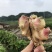 新鲜生姜零售，我村山里的肉姜，现挖现卖，可一件代发