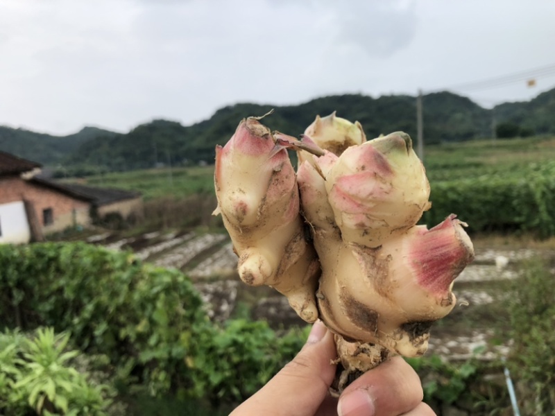 新鲜生姜零售，我村山里的肉姜，现挖现卖，可一件代发