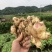 新鲜生姜零售，我村山里的肉姜，现挖现卖，可一件代发