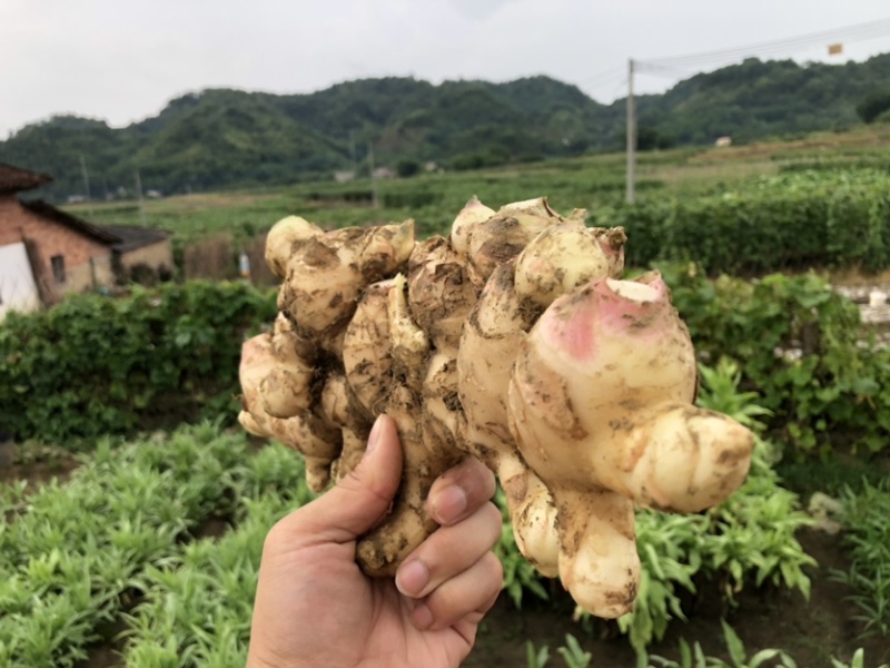 新鲜生姜零售，我村山里的肉姜，现挖现卖，可一件代发
