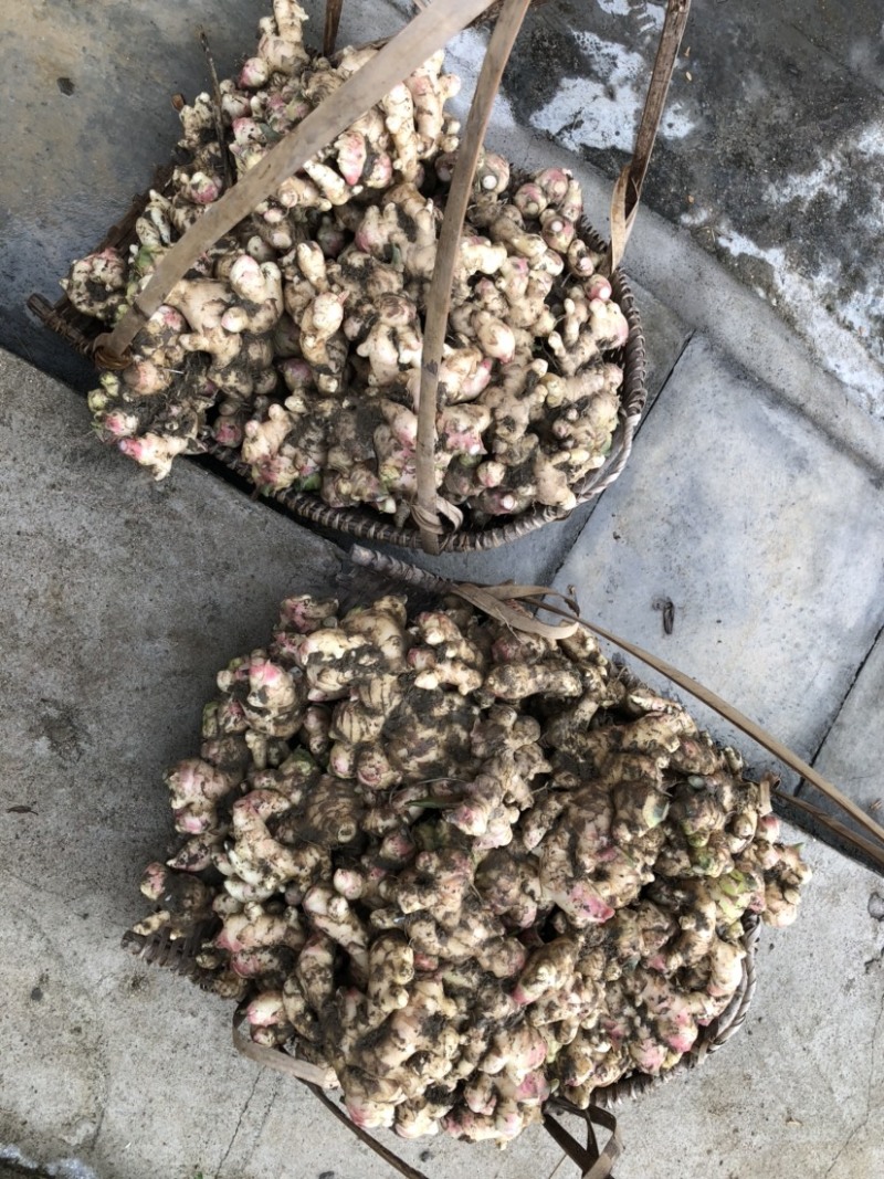 新鲜生姜零售，我村山里的肉姜，现挖现卖，可一件代发