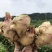 新鲜生姜零售，我村山里的肉姜，现挖现卖，可一件代发