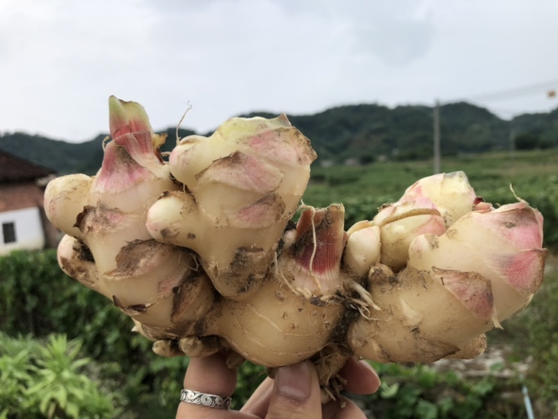 新鲜生姜零售，我村山里的肉姜，现挖现卖，可一件代发