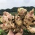 新鲜生姜零售，我村山里的肉姜，现挖现卖，可一件代发