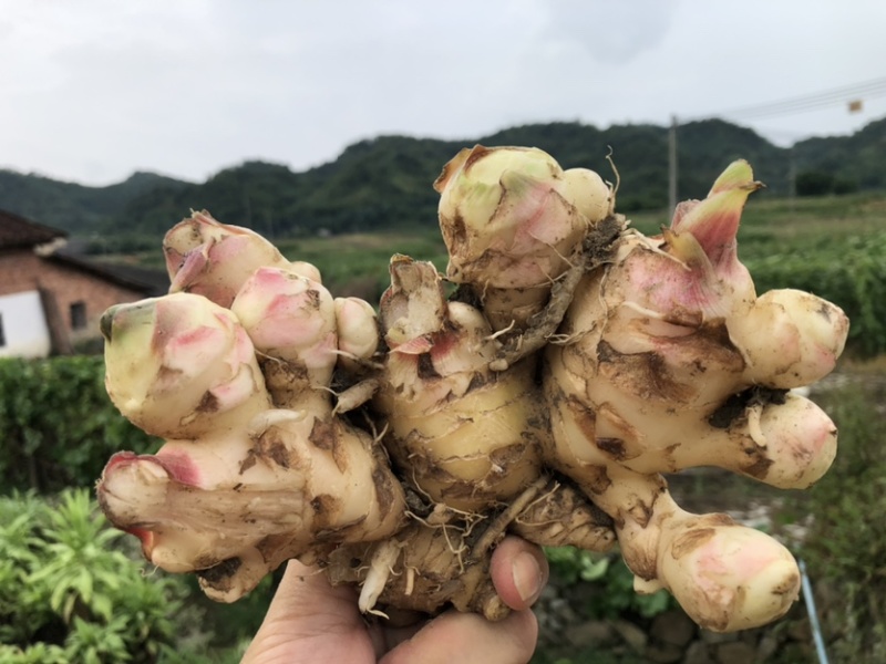 新鲜生姜零售，我村山里的肉姜，现挖现卖，可一件代发