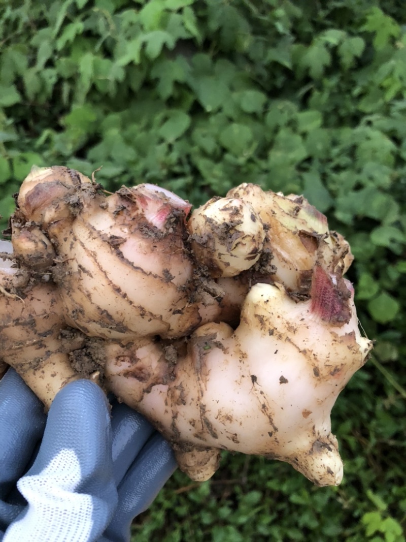 新鲜生姜零售，我村山里的肉姜，现挖现卖，可一件代发