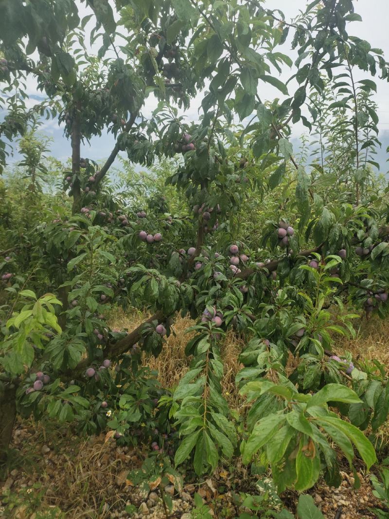 翠红李大量上市需要的联系我