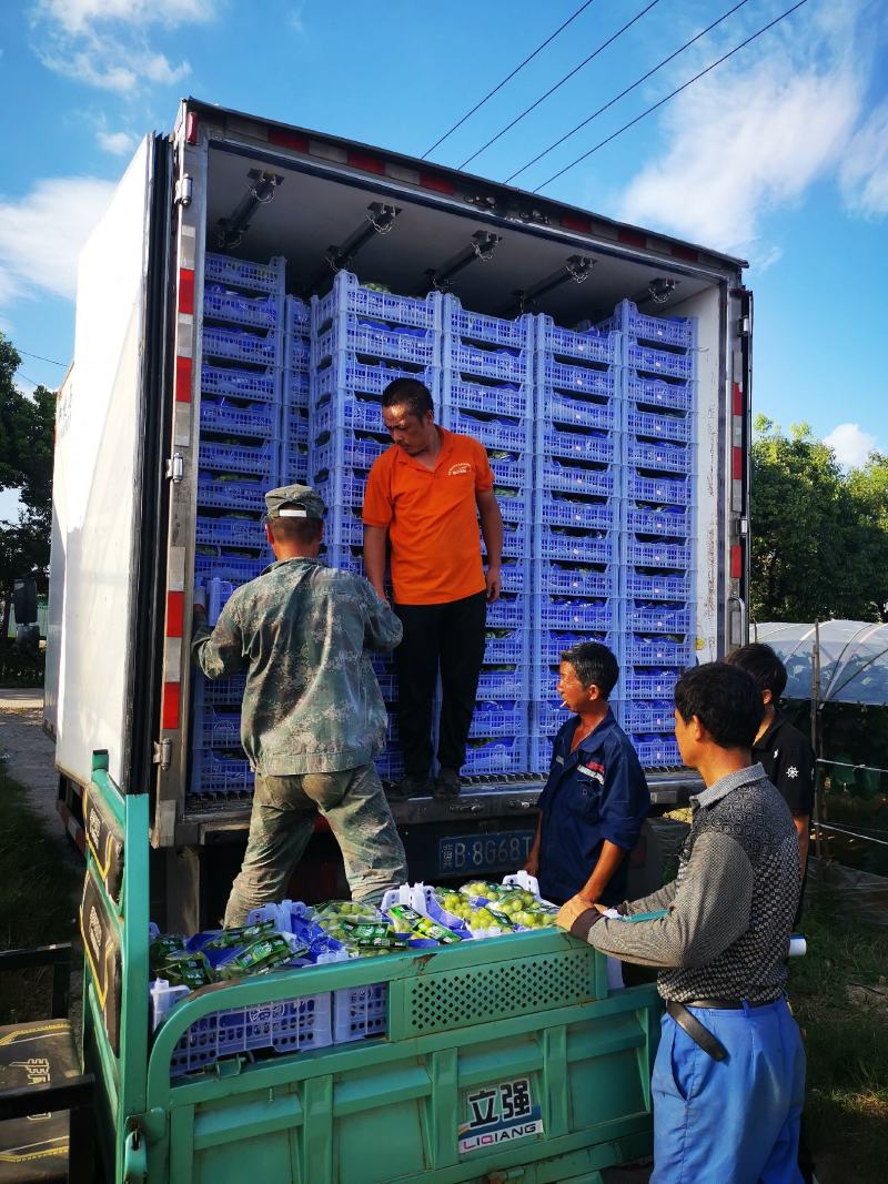 长兴阳光玫瑰基地大量上市精品礼盒也可发货