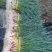 明年4月份250亩蒜苗基地欢迎骚扰，合作共赢！