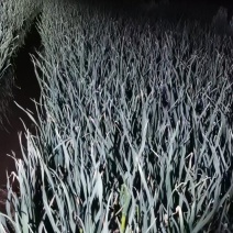 明年4月份250亩蒜苗基地欢迎骚扰，合作共赢！