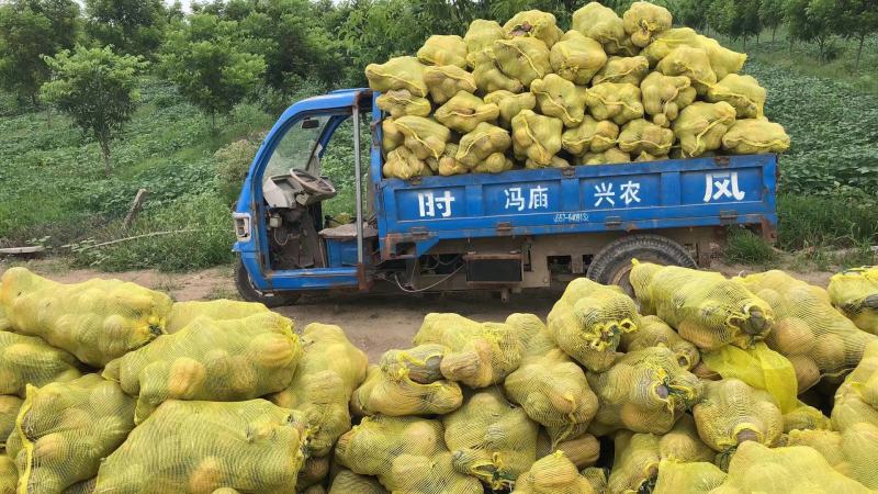 金香南瓜上市中，新品种上市中，市场，电商，产地直发，诚信