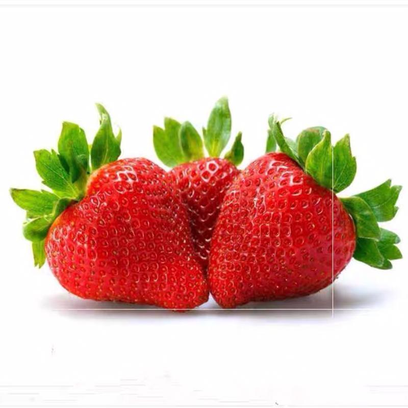 四季奶油草莓苗大棚种植批发送到家包成活包运输