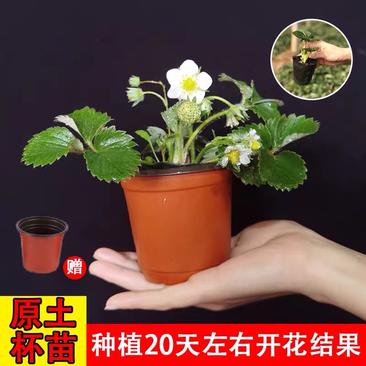 四季奶油草莓苗大棚种植批发送到家包成活包运输