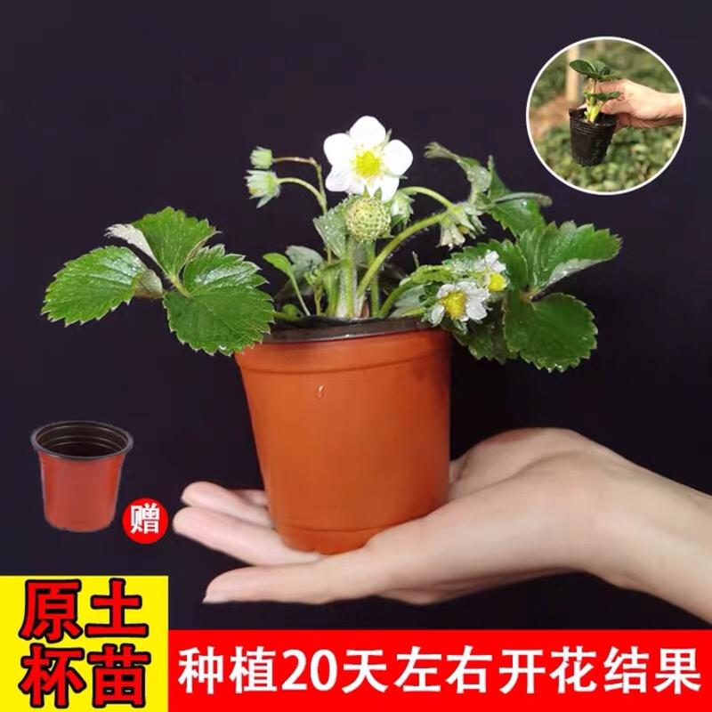 四季奶油草莓苗大棚种植批发送到家包成活包运输