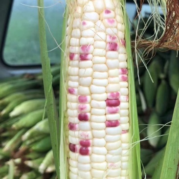 花糯玉米彩糯河南玉米鲜玉米玉米棒品质好，无虫
