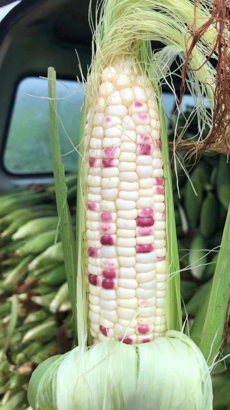 花糯玉米彩糯河南玉米鲜玉米玉米棒品质好，无虫