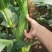花糯玉米彩糯河南玉米鲜玉米玉米棒品质好，无虫