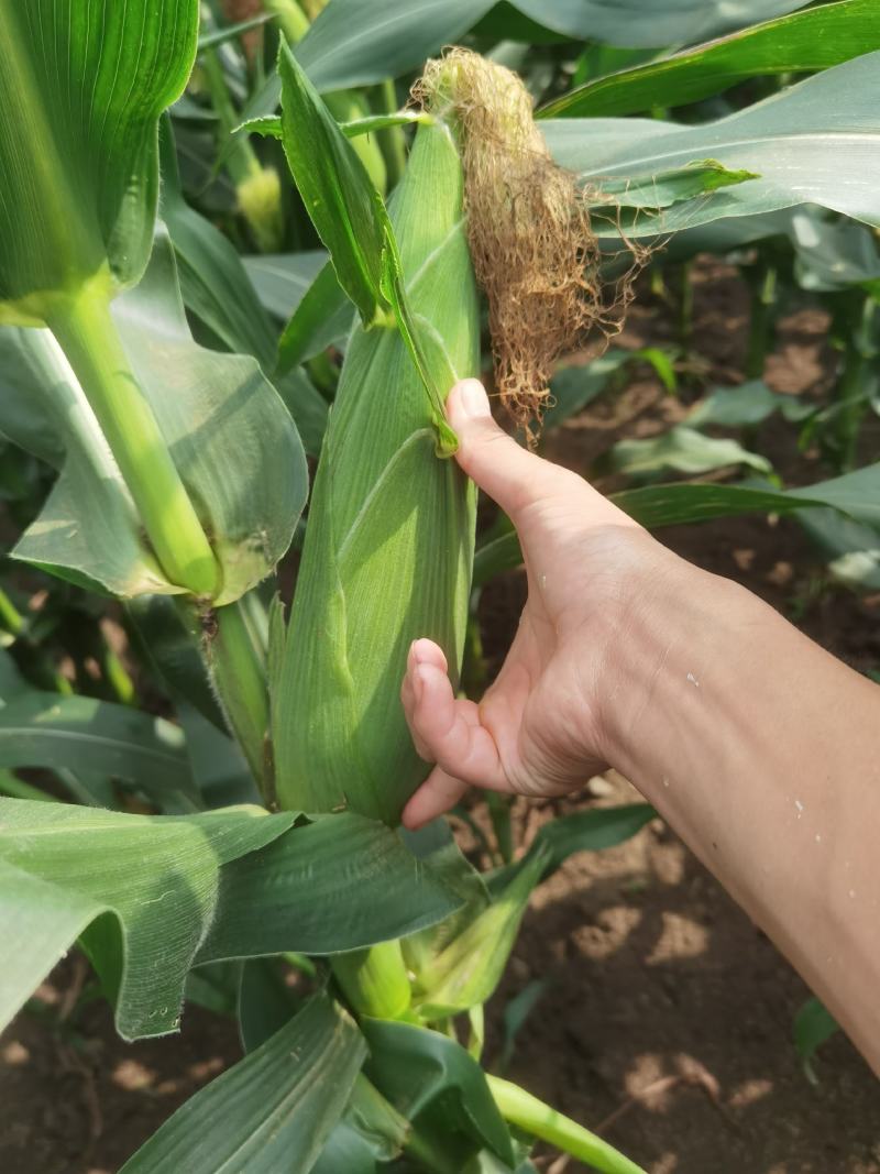 花糯玉米彩糯河南玉米鲜玉米玉米棒品质好，无虫