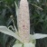 花糯玉米彩糯河南玉米鲜玉米玉米棒品质好，无虫