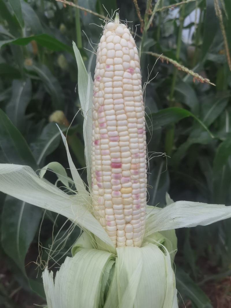 花糯玉米彩糯河南玉米鲜玉米玉米棒品质好，无虫