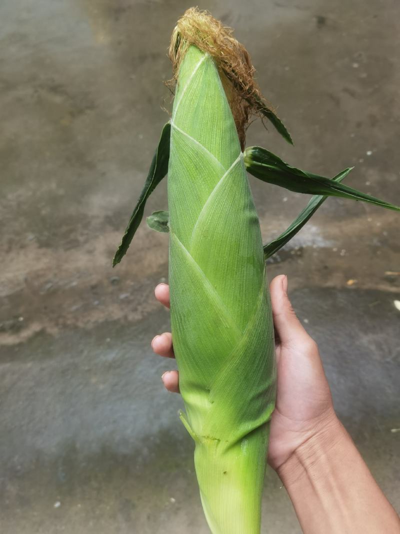 花糯玉米彩糯河南玉米鲜玉米玉米棒品质好，无虫