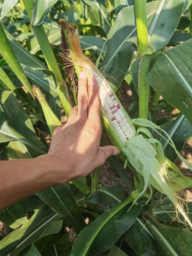 花糯玉米彩糯河南玉米鲜玉米玉米棒品质好，无虫