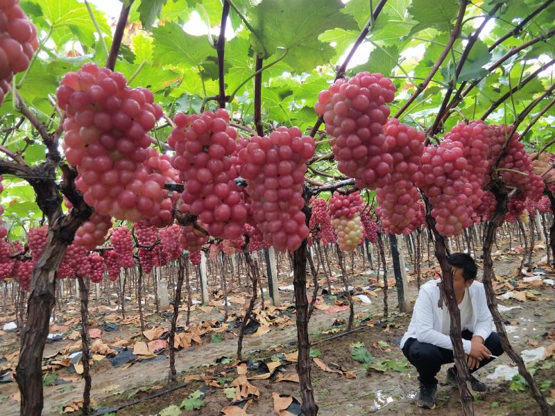 鲁山葡萄基地红巨峰通货1.5