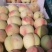 红不软桃河北红桃大量有货产地直供量大从优