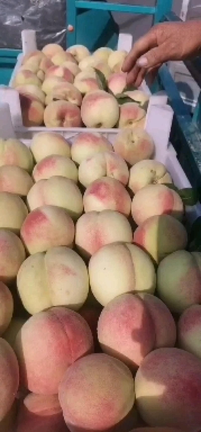 红不软桃河北红桃大量有货产地直供量大从优