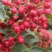 纯手工制作的汉源花椒油，味道又香又麻