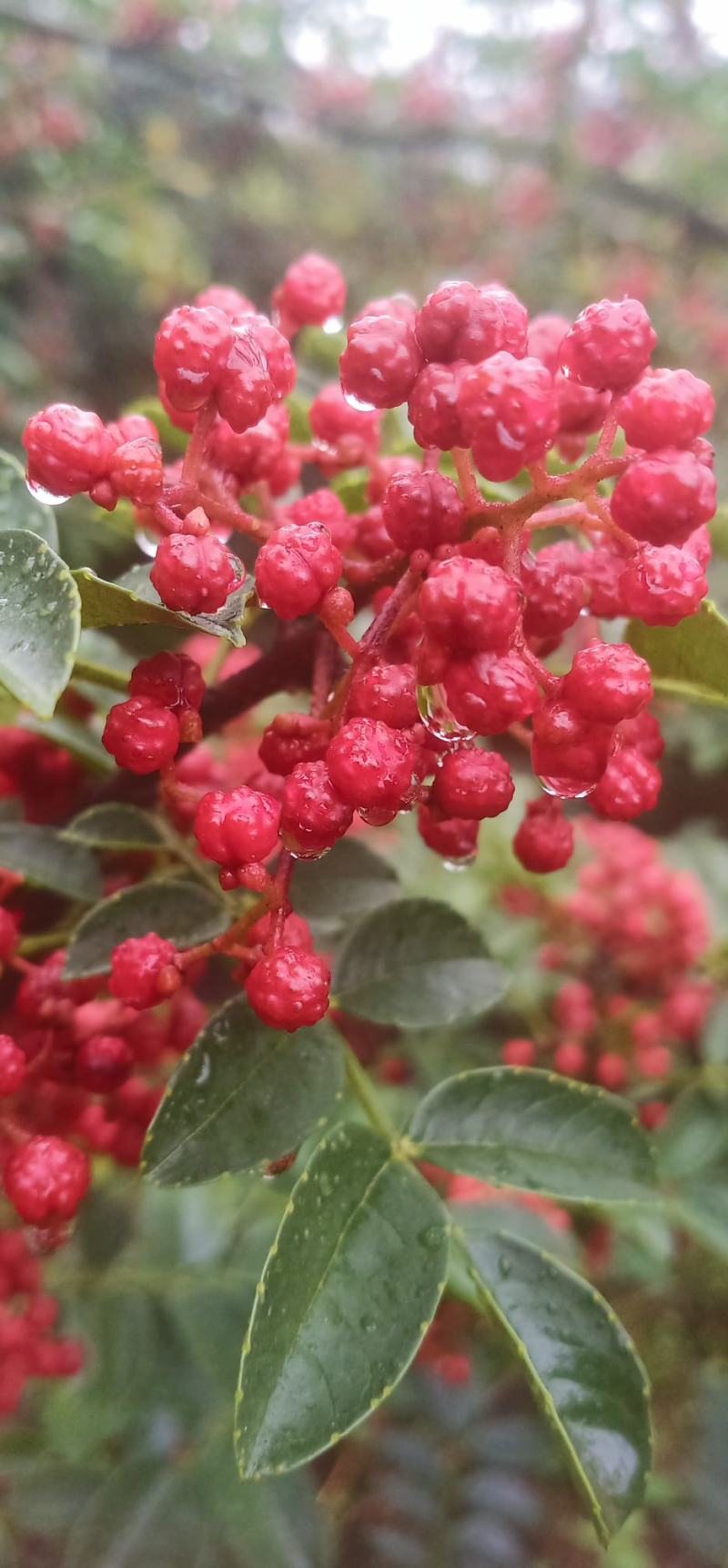 纯手工制作的汉源花椒油，味道又香又麻