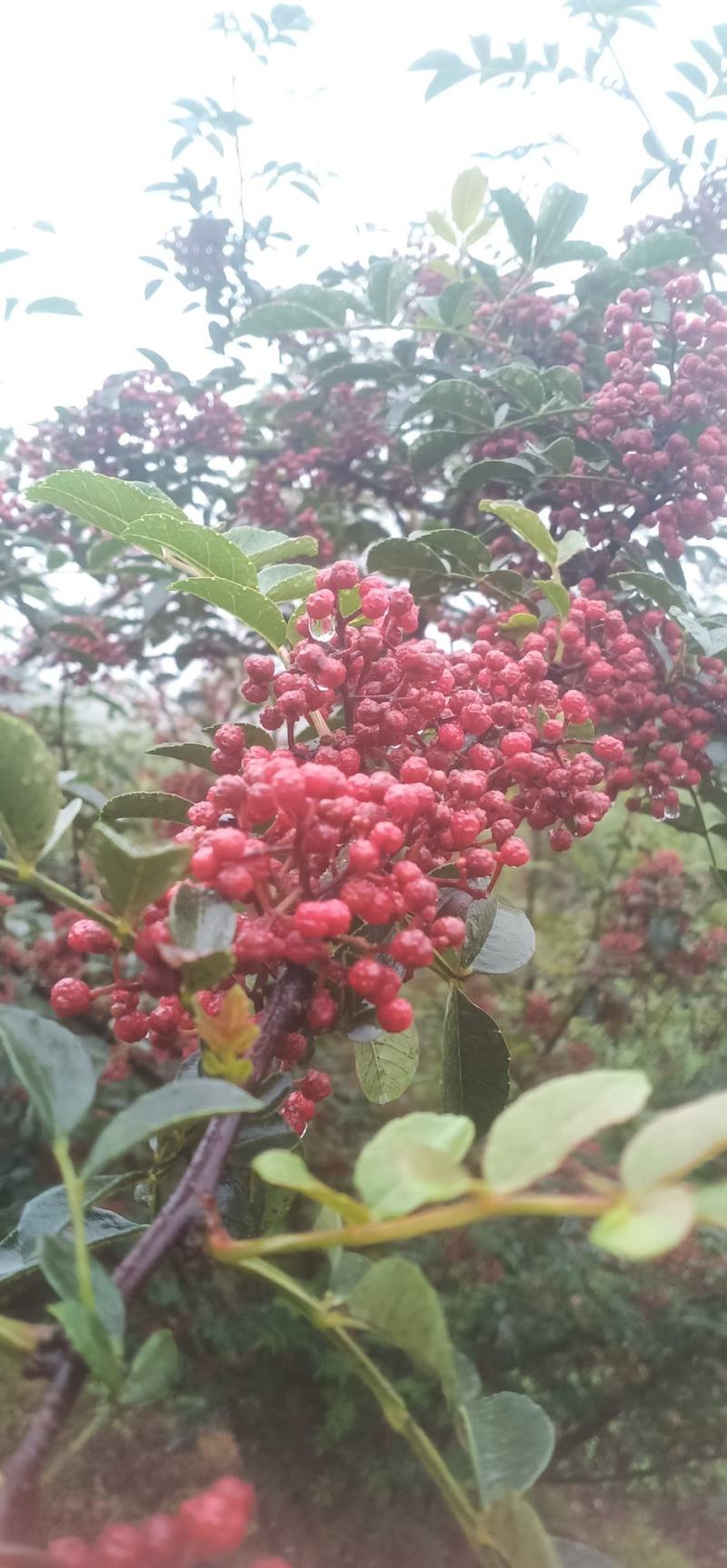 纯手工制作的汉源花椒油，味道又香又麻