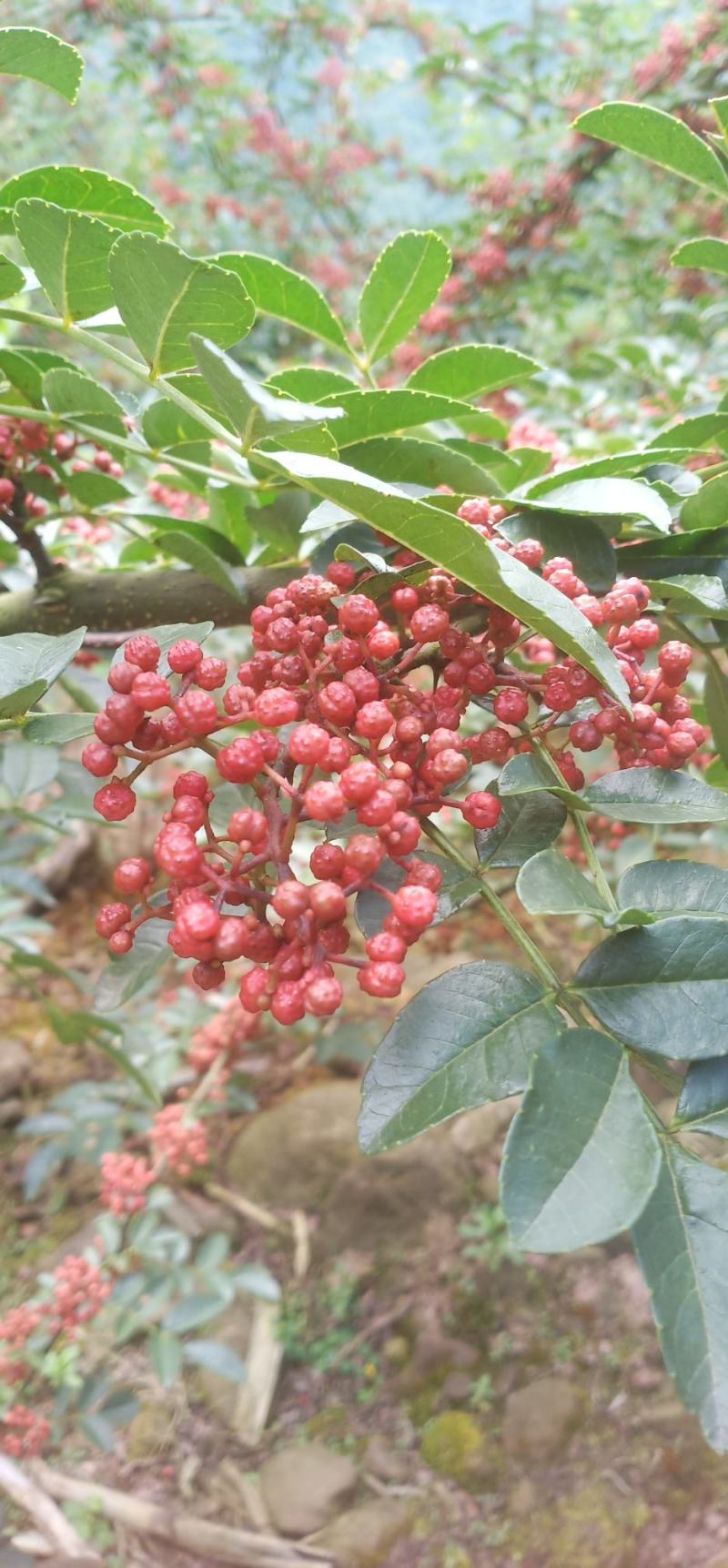 纯手工制作的汉源花椒油，味道又香又麻