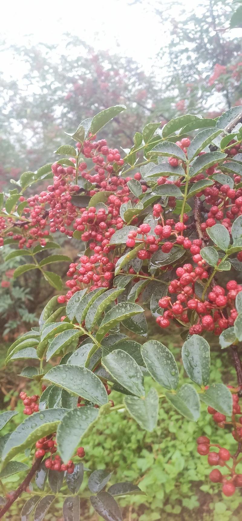 纯手工制作的汉源花椒油，味道又香又麻