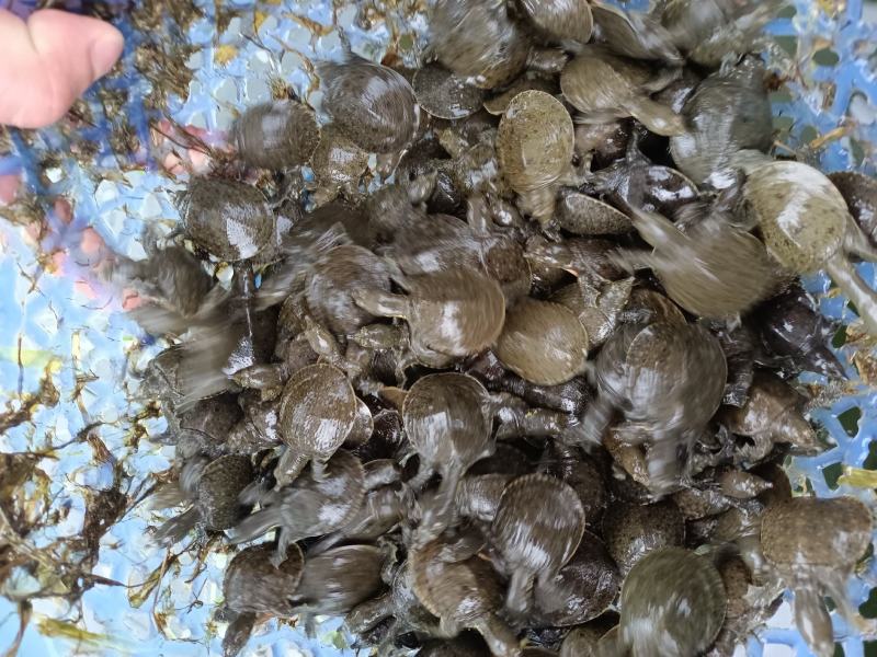 【甲鱼苗】优质甲鱼苗货源充足，量大从优，诚信供应商