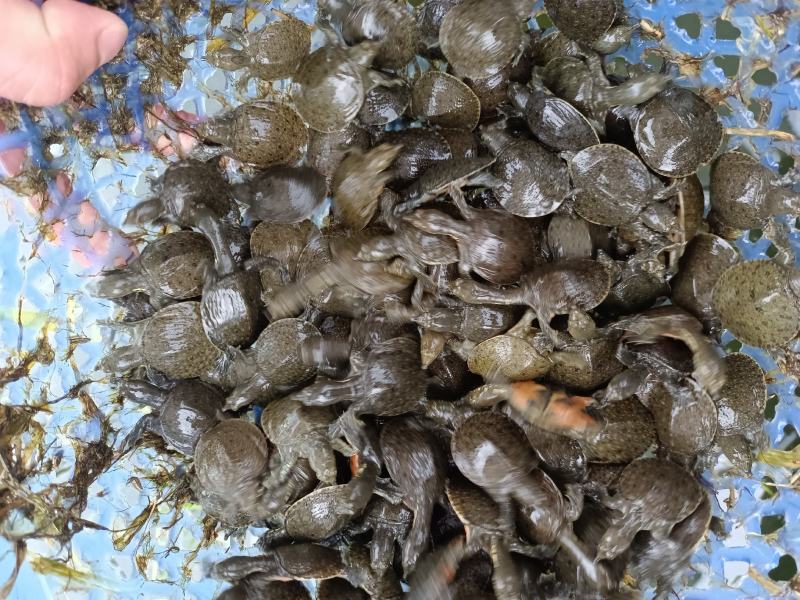 【甲鱼苗】优质甲鱼苗货源充足，量大从优，诚信供应商