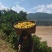 【夏橙热销】量大从优诚信合作地头果园新鲜采摘一条龙服