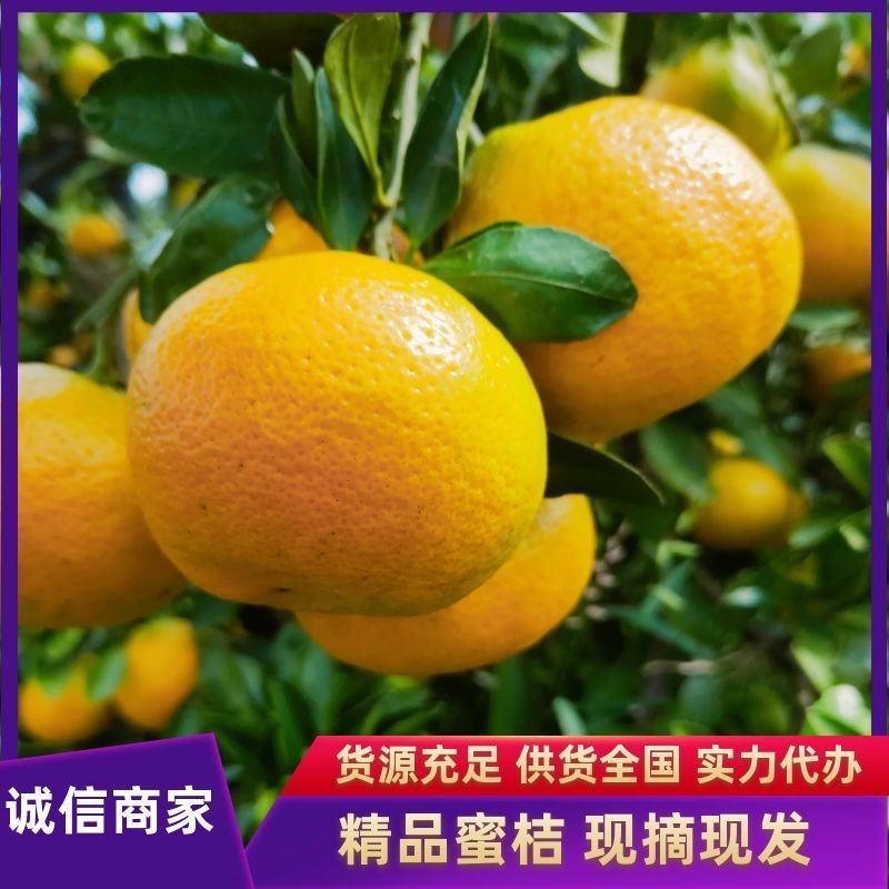 特早带叶蜜橘，酸甜适中，欢迎来果园看货订购包装加工一条龙