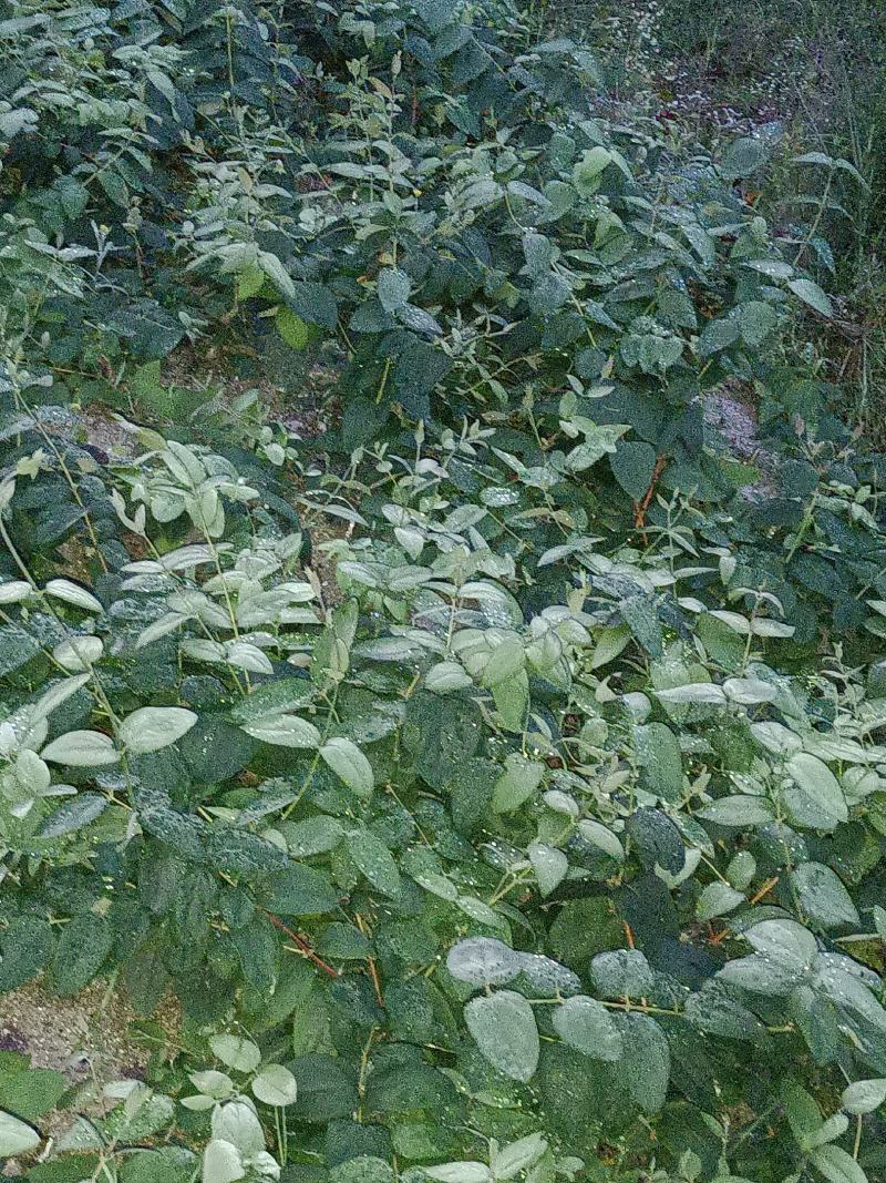 湘雷五号金银花树苗