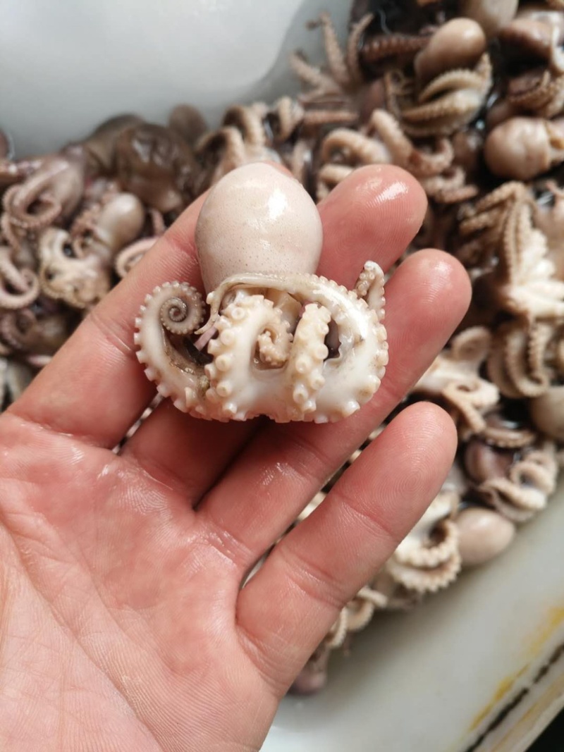 三去盐揉烫熟八爪鱼