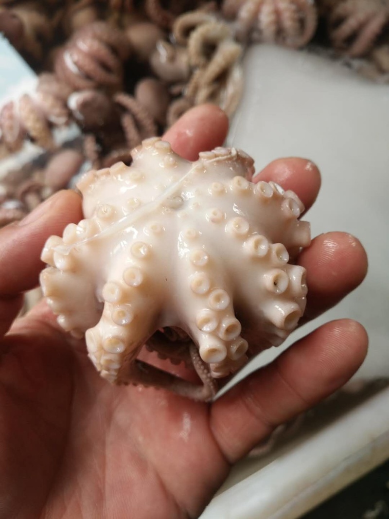 三去盐揉烫熟八爪鱼