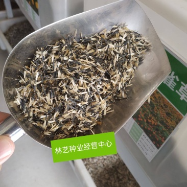 孔雀草花种子