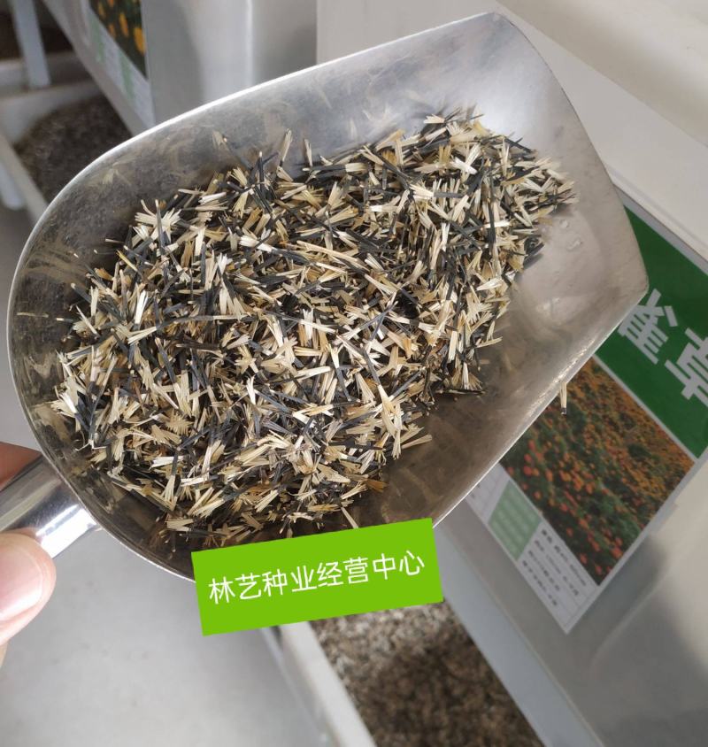 孔雀草花种子