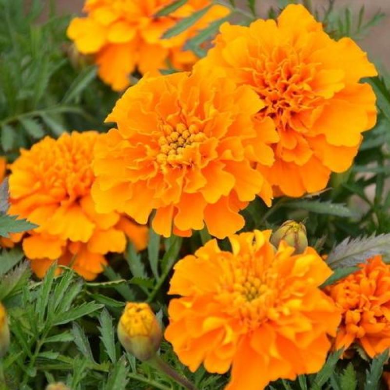 孔雀草花种子
