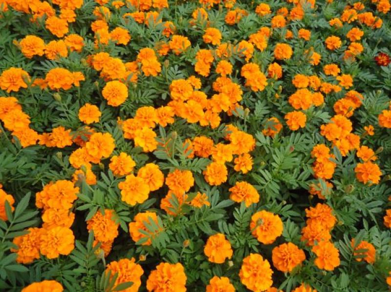 孔雀草花种子