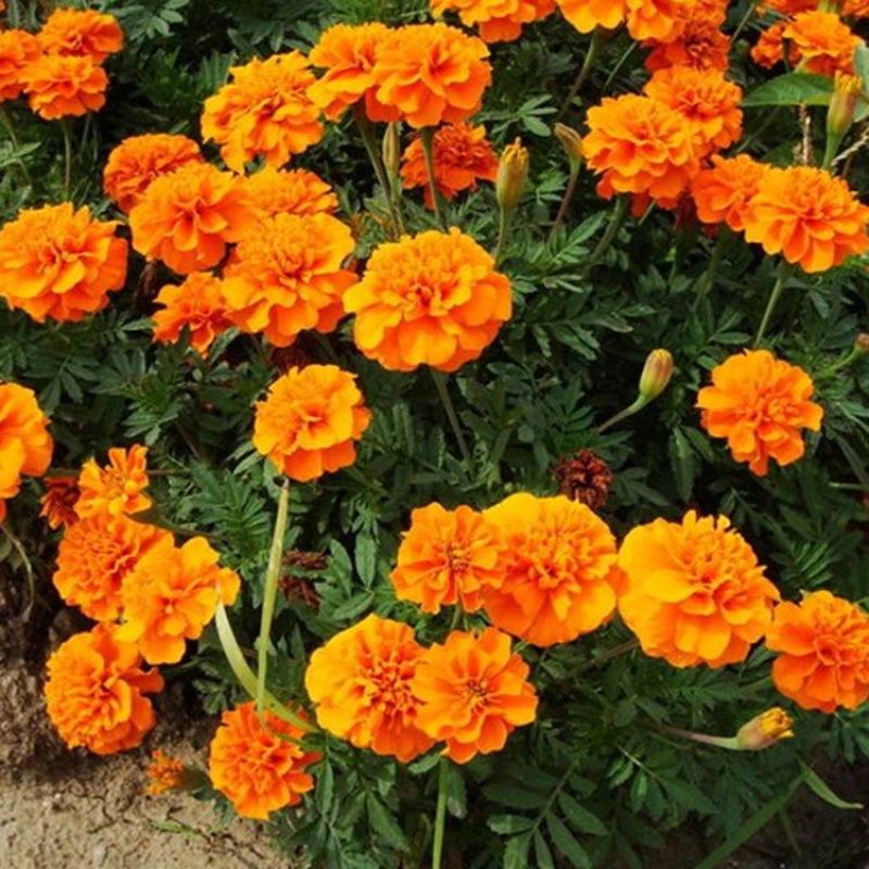 孔雀草花种子
